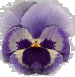 pansy picture