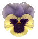 Pansy pic
