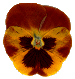 pansy picture