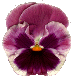 pansy picture