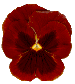 pansy picture